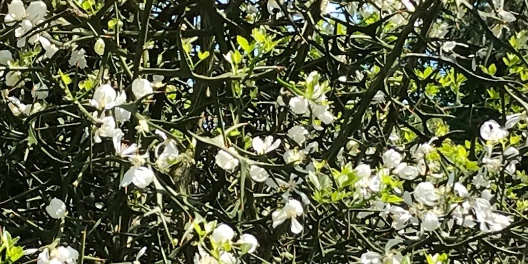 La preghiera: opera dello Spirito